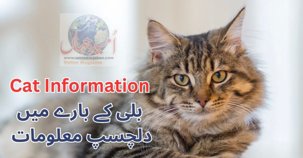 Cats Info for Kids