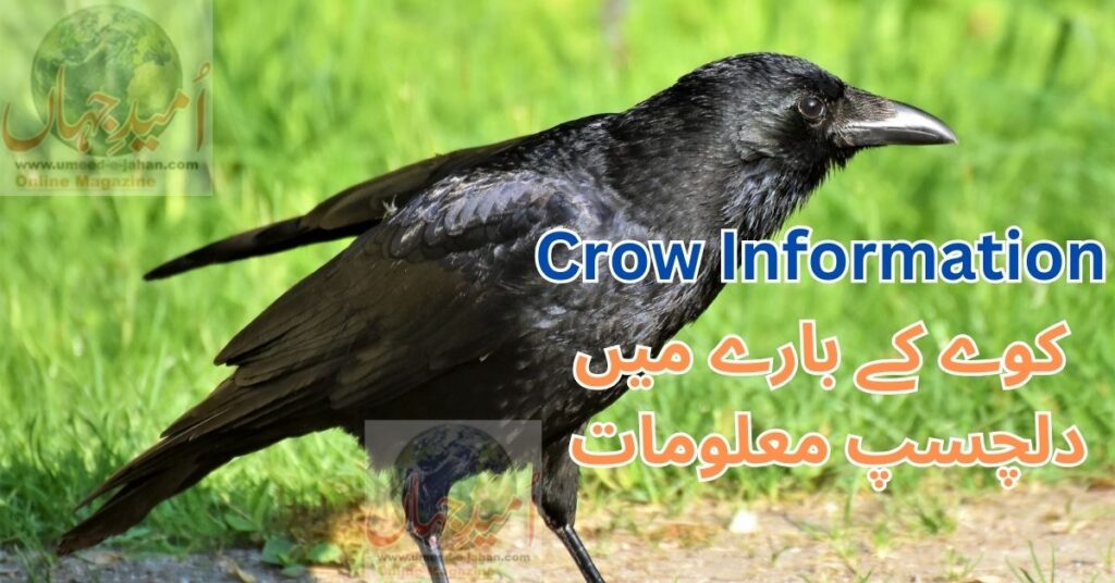 Crow information in Urdu